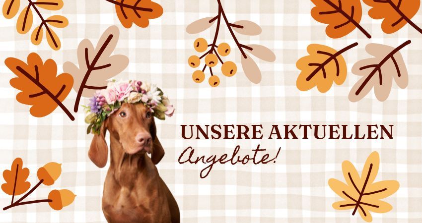 Unsere aktuellen Angebote