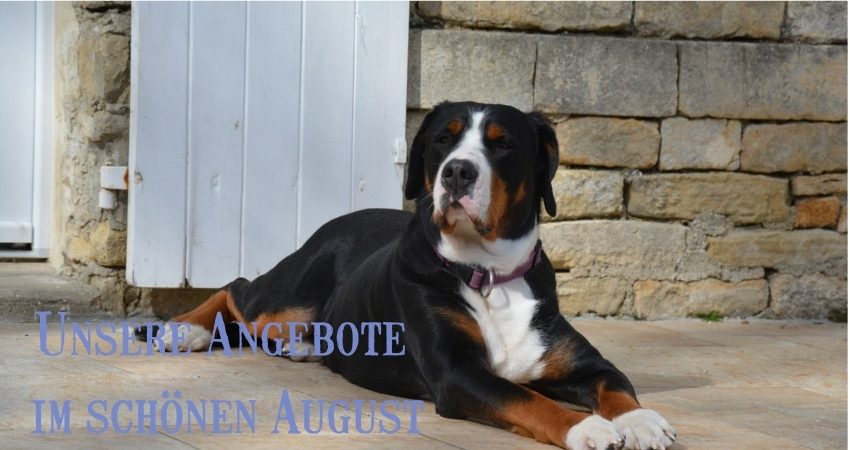Unsere Angebote im August