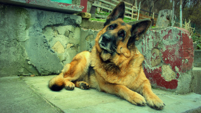 Magendrehung: Gesunder Darm, starke Abwehr - Magendrehung beim Hund - neue Wege in der Forschung - vorbeugende Maßnahmen